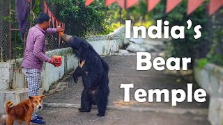 Welcome to India's Bear Temple 🐻🚩 (Chandi Mata Mandir)