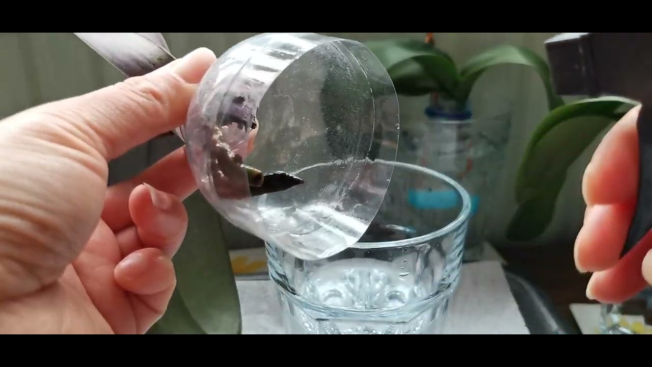 非常有效的蝴蝶蘭催根法，一看你就明白了！27/04/2022