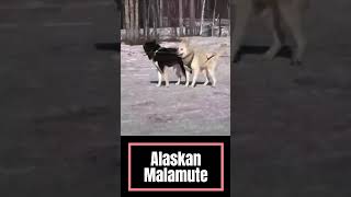 Alaskan Malamute Dogs Breed Training & Health @Manimalian  #shorts #youtubeshorts