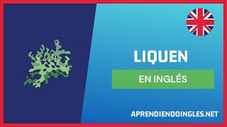 ✅ CÓMO se dice LIQUEEN en INGLÉS 2023 🚀 APRENDE A ESCRIBIR LICHEN✨ PRONUNCIACIÓN LIQUEEN INGLES 2024