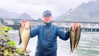 Kick off 2026 Shad Fishing Season in PNW - Shad fishing at 05/15/26 | How to Fish for American Shad