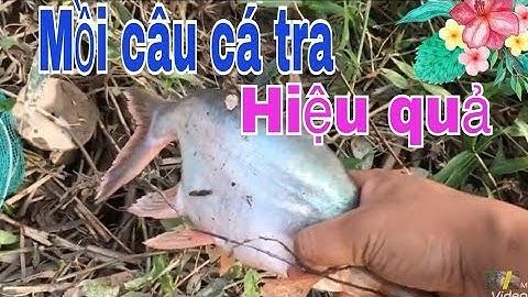 LÀM MỒI CÁM CÂU CÁ TRA TỰ NHIÊN, TEST MAU LÊN CÁ CHO A,E MỚI TẬP CÂU //Simple fishing river bait