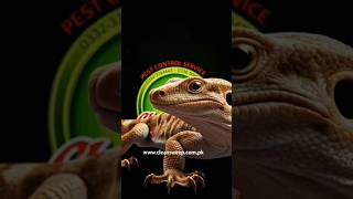 Lizard Control Rawalpindi | Chipkali Control Spray in Rawalpindi | Pest Control Service