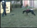 Dobergaarden forever fijibitework training55 months old