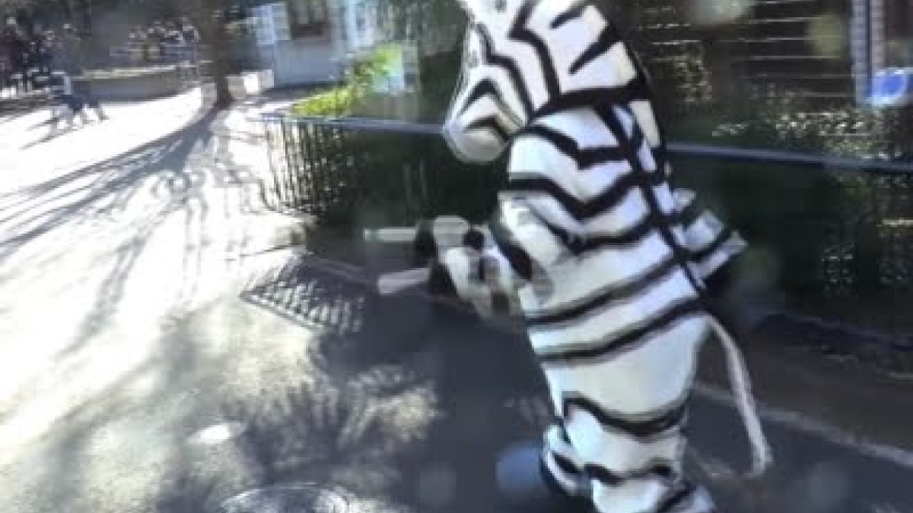 ZEEBRA/THE LIVE ANIMAL 03 JAPAN TOUR～TO… ZEEBRA/THE LIVE ANIMAL 03 JAPAN TOUR～TO… Amazon.co.jp: THE