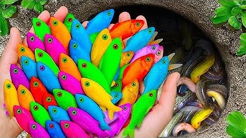 Recreational fishing - I collect aquatic insects in beautiful rural (crab, frog, fish)