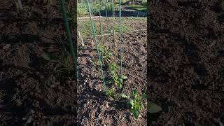 1 of the 3 ways I stake my dahlias How To Stake Dahlias