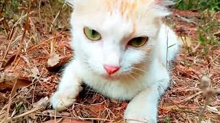 Funny kitten video 😂😂😂#cat #funny #kitten by My cat's world 🌎🌎 109 views 3 weeks ago 2 minutes, 11 seconds