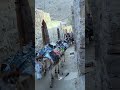 لحضه مرور الحمير المحملة بالموز ريف اليمن ريف اليمن ريمة