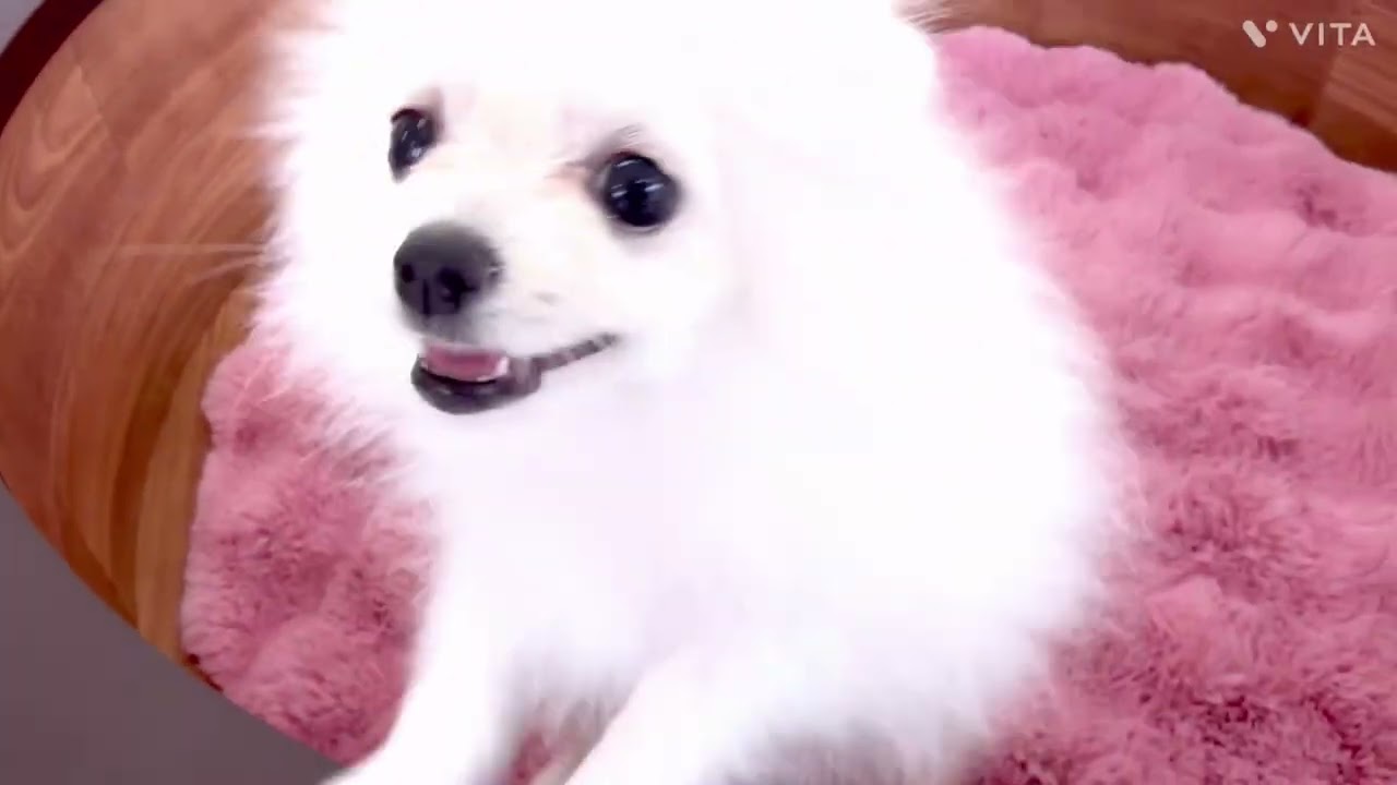 202051 ポメちゃん - YouTube
