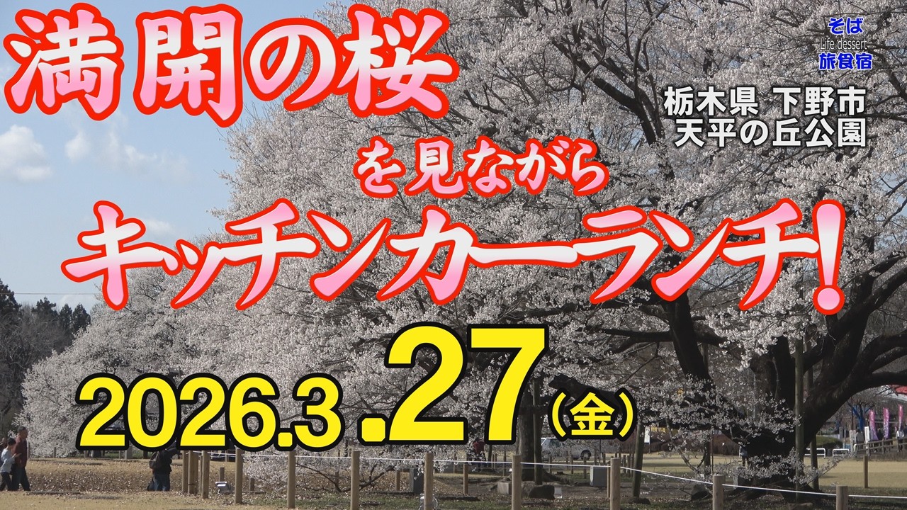 栃木県下野市・桜】4K 27日の満開速報 キッチンカー情報も！ 栃木県