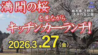 栃木県下野市・桜】4K 27日の満開速報 キッチンカー情報も！ 栃木県