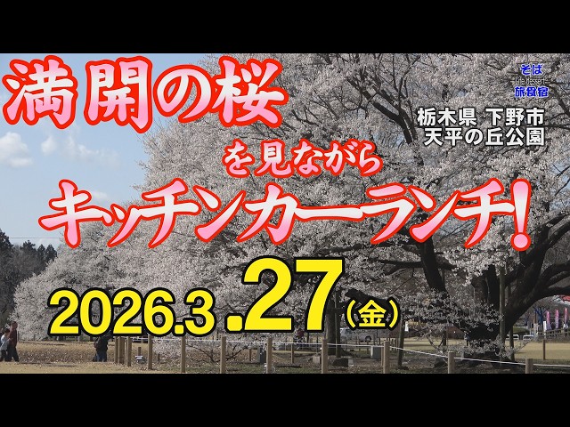 栃木県下野市・桜】4K 27日の満開速報 キッチンカー情報も！ 栃木県