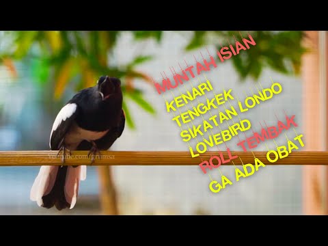 Kacer Isian Mewah! Roll Speed Rapat Buat Kacer Lain Auto Respon!