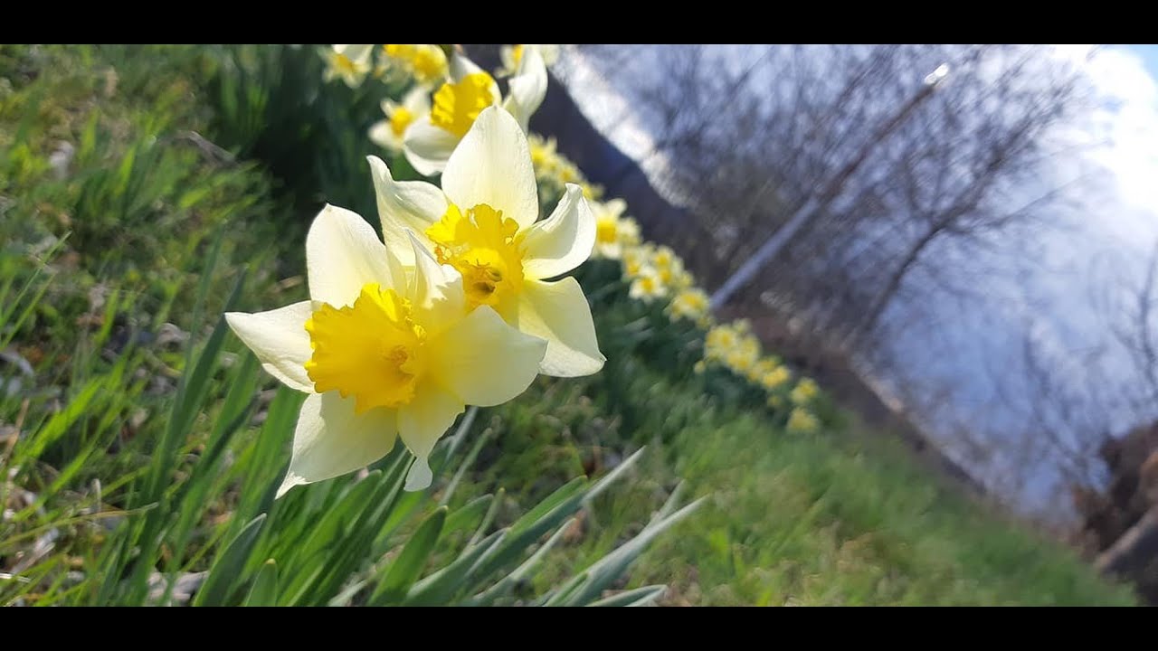 Narcisa - Poveste