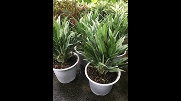 Cây giữ tiền : 80k chậu - Ship tại TP.HCM