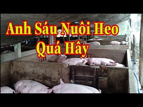 Video: Chuồng Lợn (57 ảnh): Kế Hoạch Làm Chuồng Cho Lợn, Tự Tay Xây Chuồng Cho Lợn Con, Dự án 100 Con