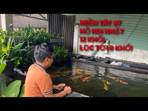 Video MIỀN TÂY #7 - HỒ KOI NHẬT 12 KHỐI MÀ LỌC TỚI 8 KHỐI ||... - youtube
