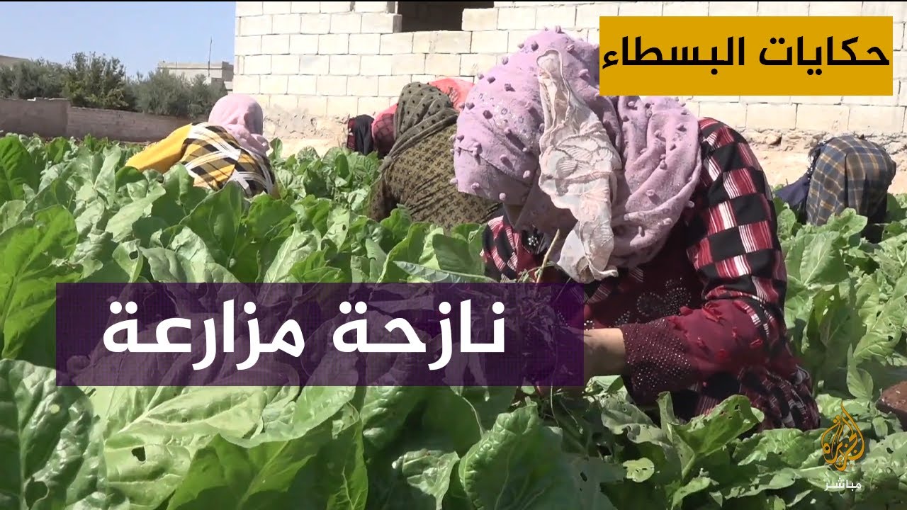 "لشراء ربطة خبز".. نازحة سورية تعمل بالزراعة لإعالة زوجها وابنها المعاقيْن