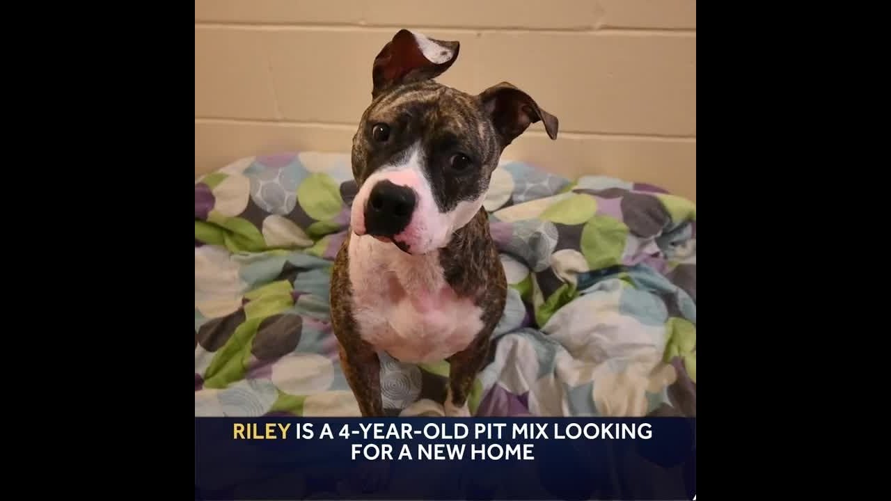 Riley is a 4-year-old Pit mix looking for a new home