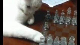 MA I GATTI SANNO GIOCARE A SCACCHI screenshot 2