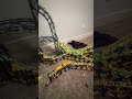 INSANE precision #knex #rollercoaster #rmc