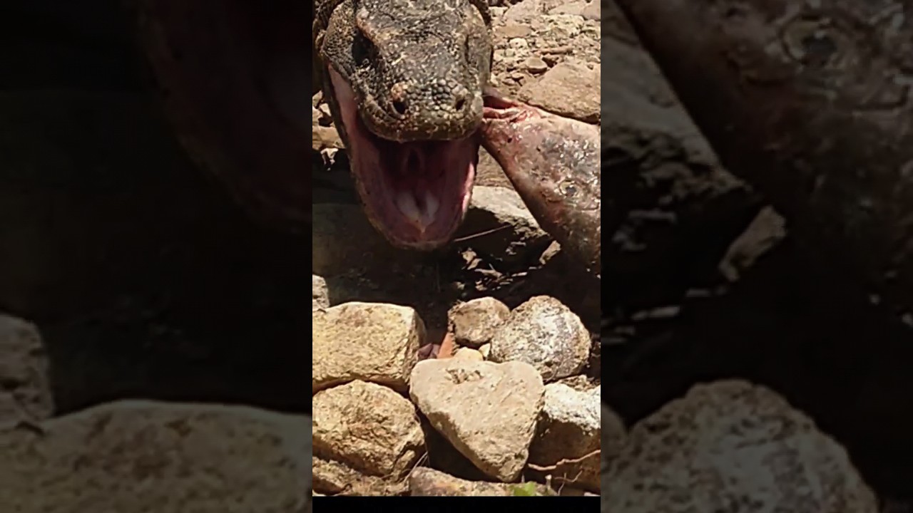 ASMR Komodo eats big delicious fish