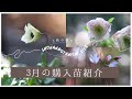 【春のガーデニング】3月の購入苗紹介|加藤農園よりお迎えしたクリスマスローズ|