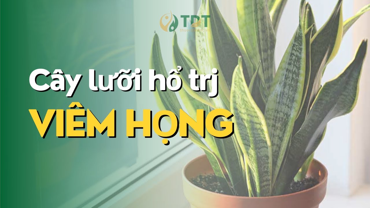 Trị ho viêm họng, đau dạ dày trào ngược bằng cây lưỡi hổ  - Thuốc Dân Tộc