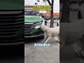 10月19日,江苏徐州。狗届三好员エ!汽车贴膜店内的狗子,也学会了撕膜的技能