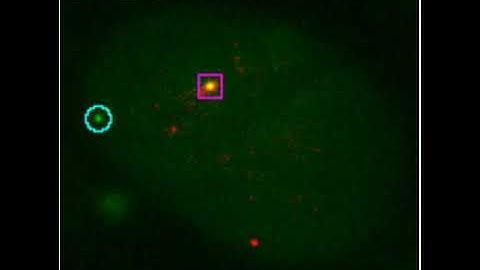 Single Allele | Very Fast CRISPR On Demand