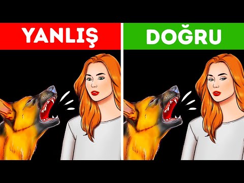 Video: Köpek Anizokri