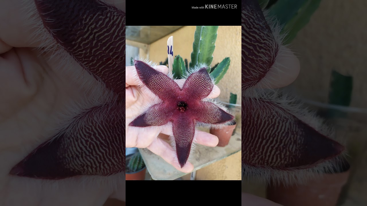 Stapelia leş kaktüsü (Asclepiad)