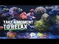 Calming Coral Reef Fish - Java Reef Collection (9 Minutes Relaxation)