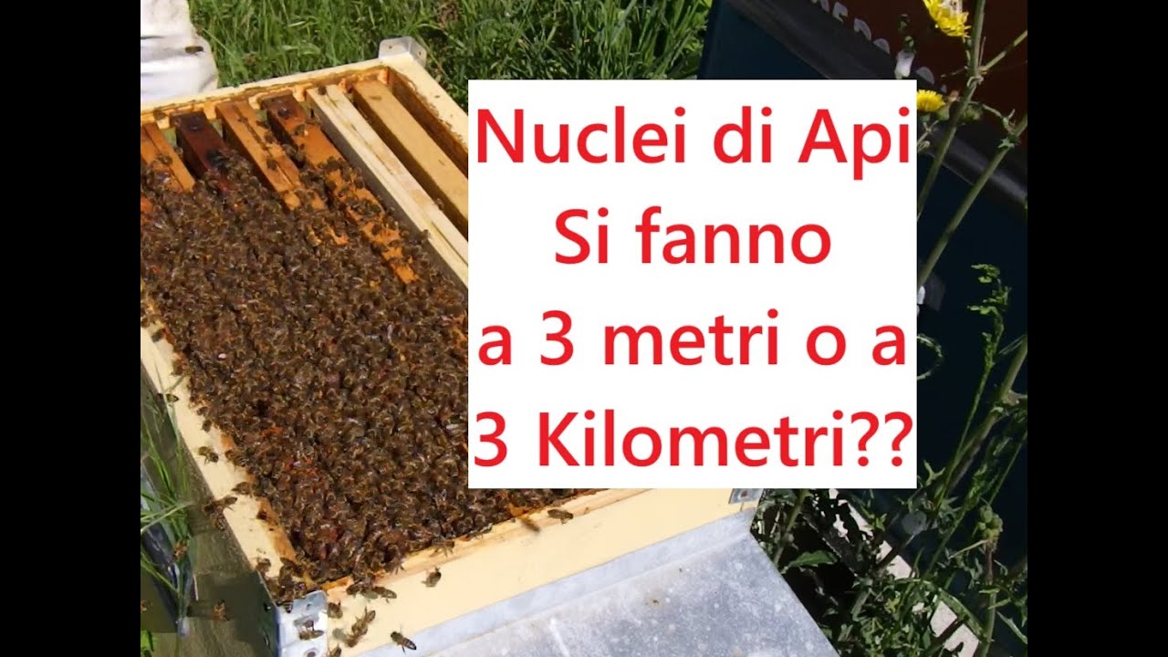 Nuclei di Api : si fanno a 3 metri o a 3 Km dalle Arnie Madri ?