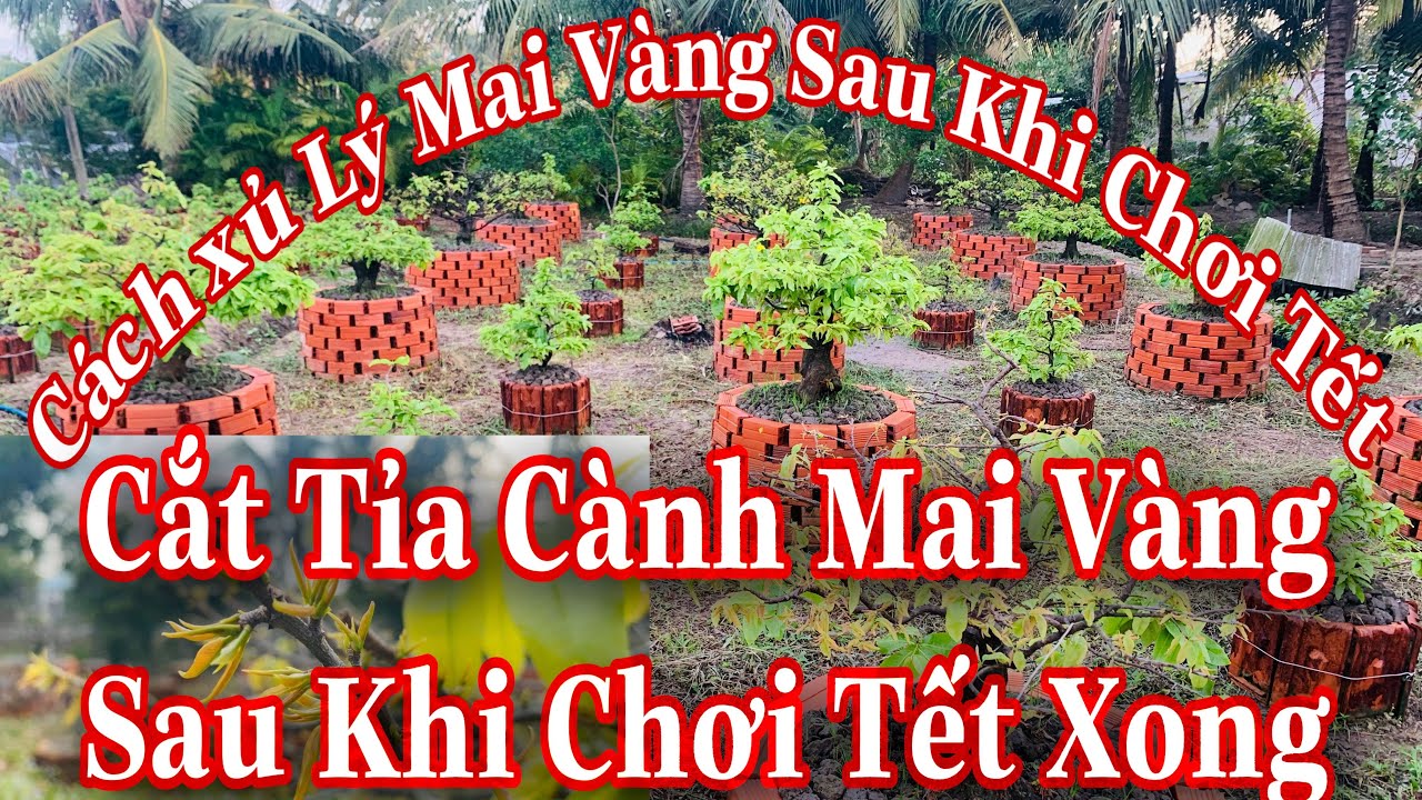 cách chăm sóc mai vàng sau khi chơi tết