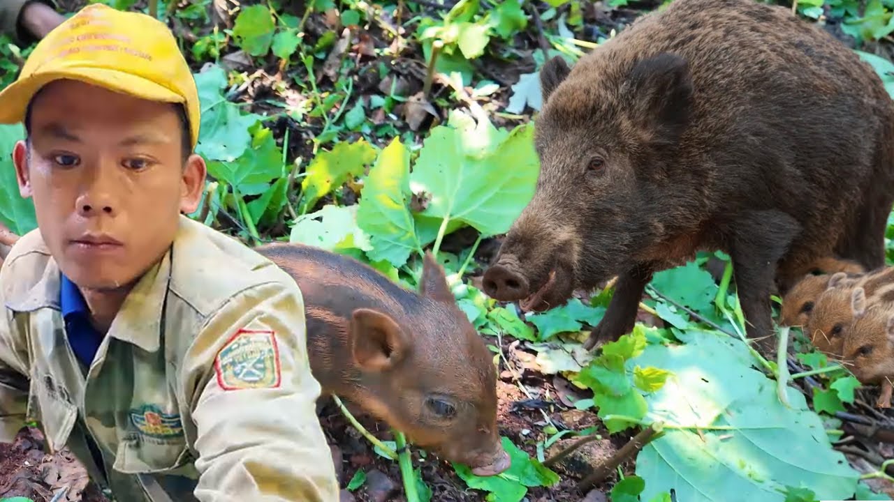 eat wild plants, survive 365 days, reclaim land, raise livestock and grow crops