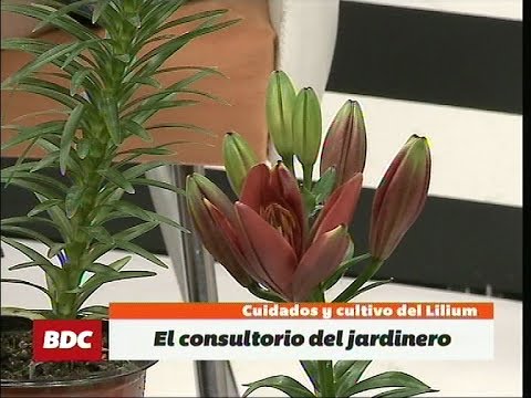 Cuidados y cultivo del Lilium, en el Consultorio del Jardinero de Álvaro  Ruiz Moreno - YouTube