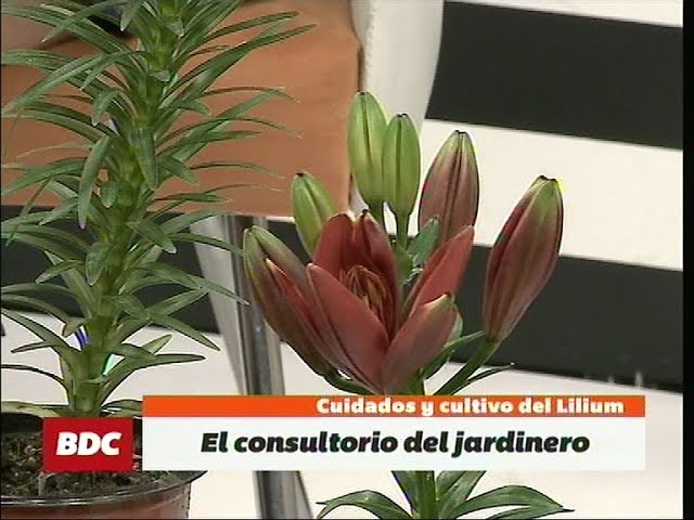 Adiós papel Asistente Cuidados y cultivo del Lilium, en el Consultorio del Jardinero de Álvaro  Ruiz Moreno - YouTube