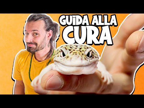 Video: I gechi leopardo hanno bisogno di essere nebulizzati?