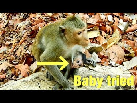 pet monkey canada Baby's Dutchess tried N0 power hug mother