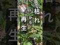 【ミニトマト】病気で撤去&脇芽➡︎挿し木➡︎定植 #トマト栽培