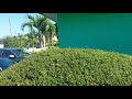 Black racer sunning in a bush