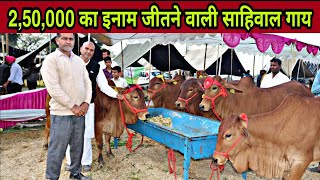 Top Class Sahiwal Cow at Karnal, Haryana. Total Sahiwal Cow at Farm-300