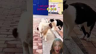 cat fight 😾 #cat#funny#respect #cute #animals#pets#love#comedy #funniestvideo#funnymoment #funnyface