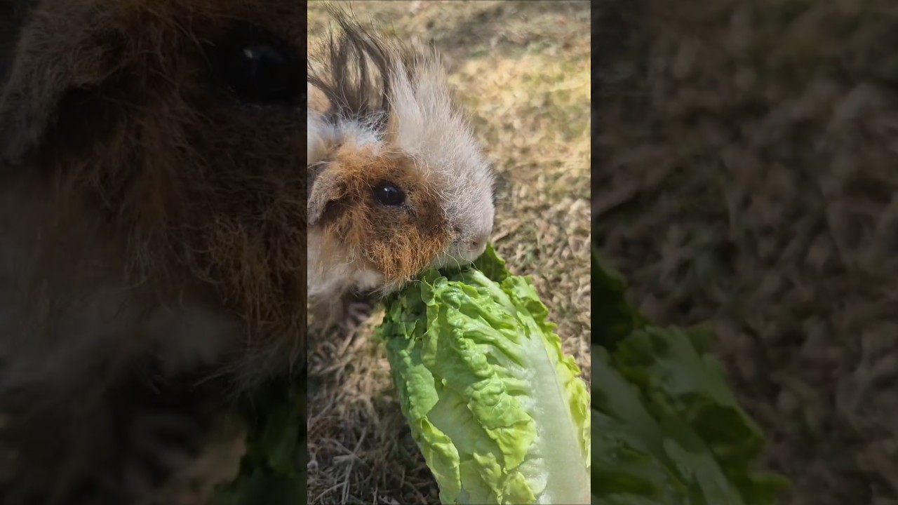 Guinea pigs munching #guineapig #adoptdontshop #freerange #cute #pets #asmr