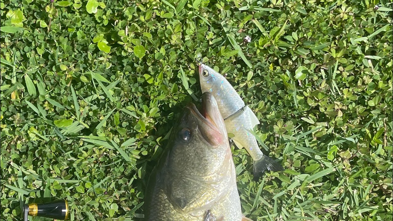 Glide bait fishing for big bass