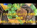 【いちご栽培 いちご農家】いちごの怖い病気 炭疽病を予防する作業