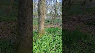 rooting for the planet #nature #tree #walk #dogwalk #wildlife #hiking #doglife