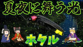 【ゆっくり解説】夏夜に舞う光！ホタル